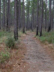 Some not so muddy single track at the MS50.