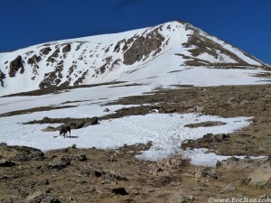 Looking up at the false summit of Mt Elbert, from around 13k, 6/23/13.