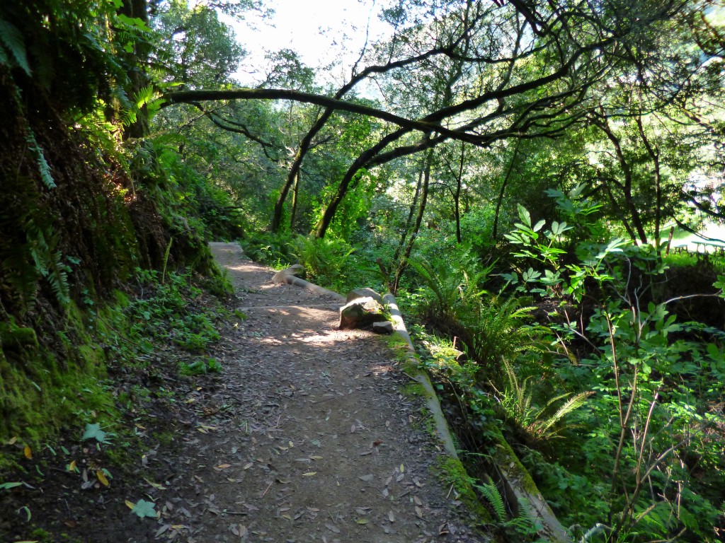Beautiful cruiser section of the Dipsea, not pictured, 50+ stairs along the way.