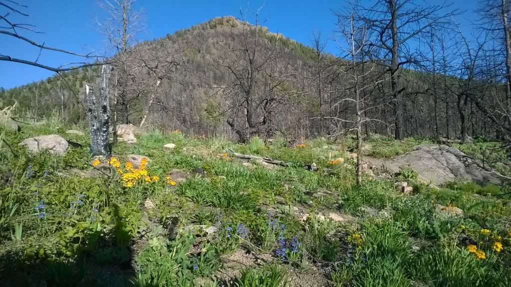 Afternoon training run among the wildflowers on Bear Peak. Not a bad place for some afternoon miles.