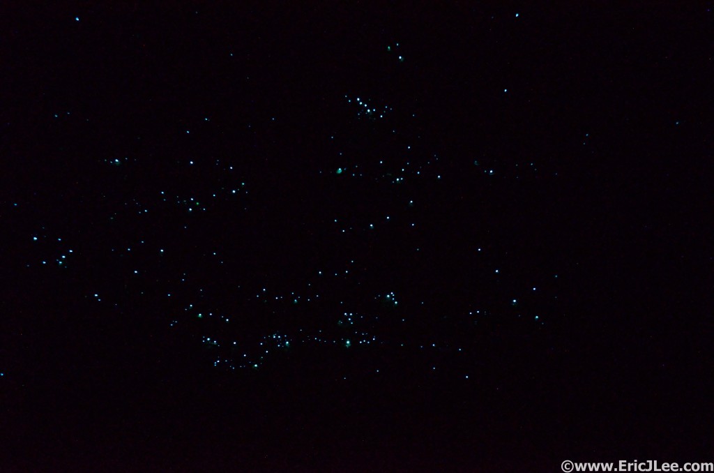 Hundreds of tiny glowworms dot the cliff sides along the Ruakuri Track.