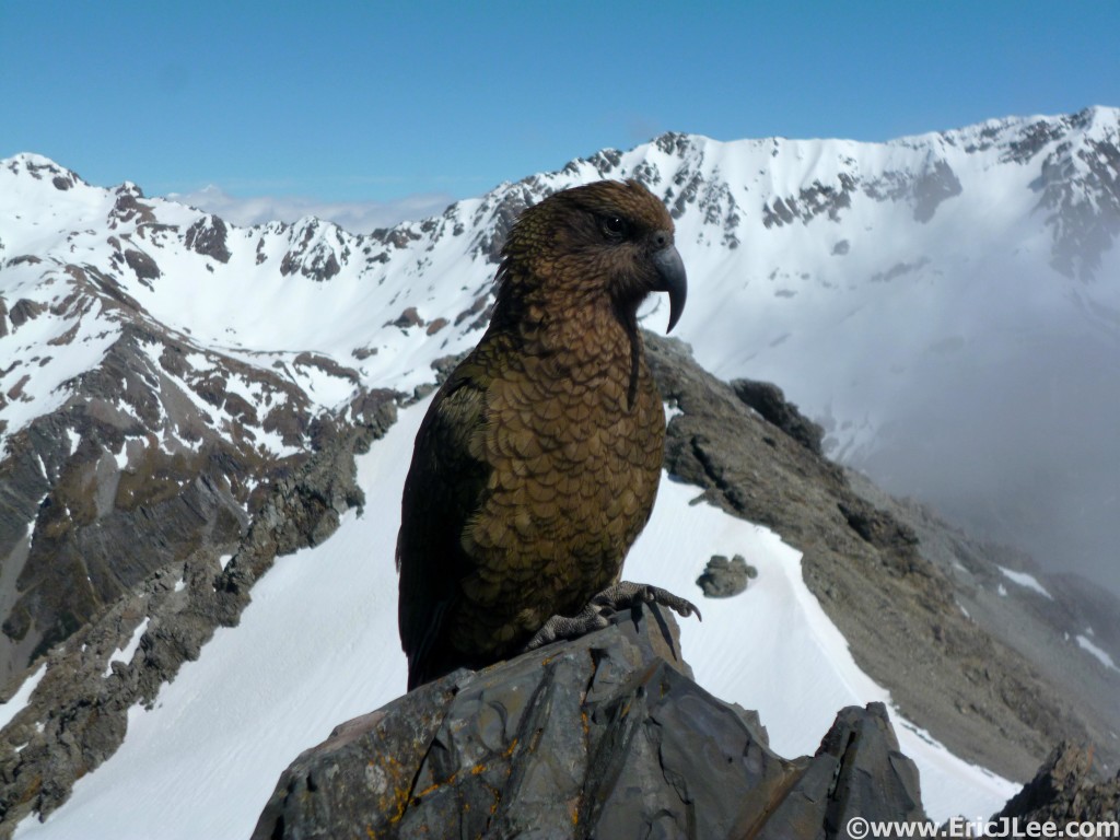 Infamous Kea bird on Avalanche Peak