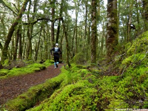 Running through the lush green down low on the Kepler Track. The high alpine was all snow this day.