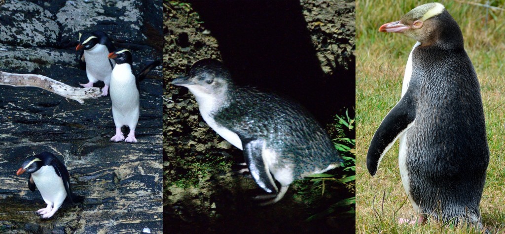Fiordlands Crested Penguins, Little Blue Penguins and Yellow Eyed Penguins