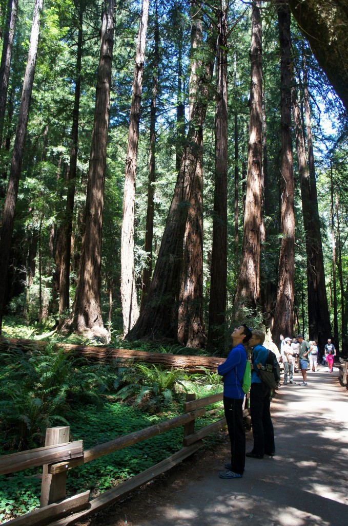 Taking a stroll through Muir Woods the day before the Miwok 100km.
