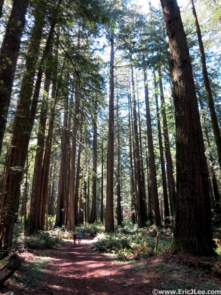 Running through the redwoods on a beautifully sunny California day.