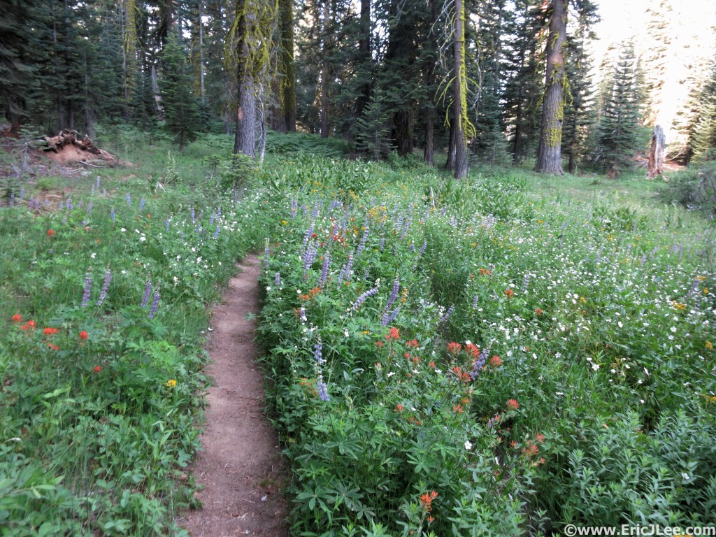 Between the view points the trails weren't so bad. Even in a drought year the flowers bloom.