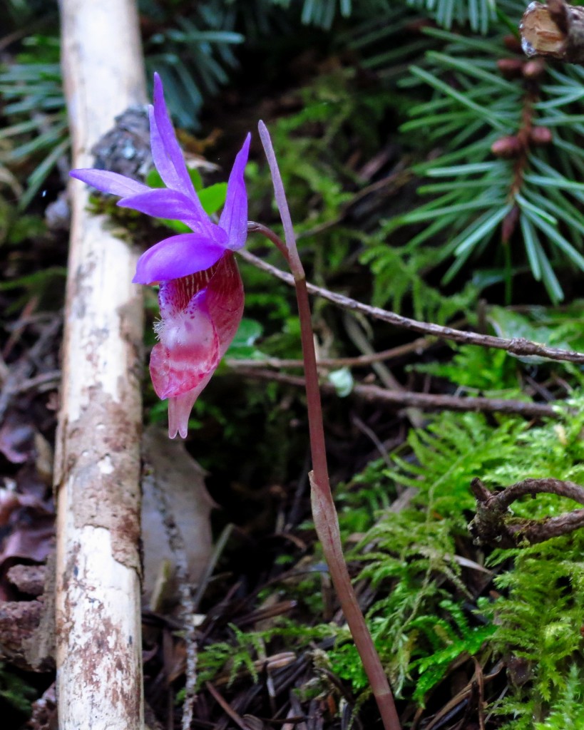 Calypso Orchids also known as Fairy Slippers dotted the entire course, 4/1/16.
