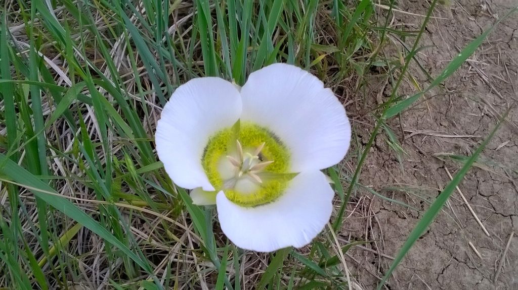 Mariposa Lily, seen during my slow sickly walk.