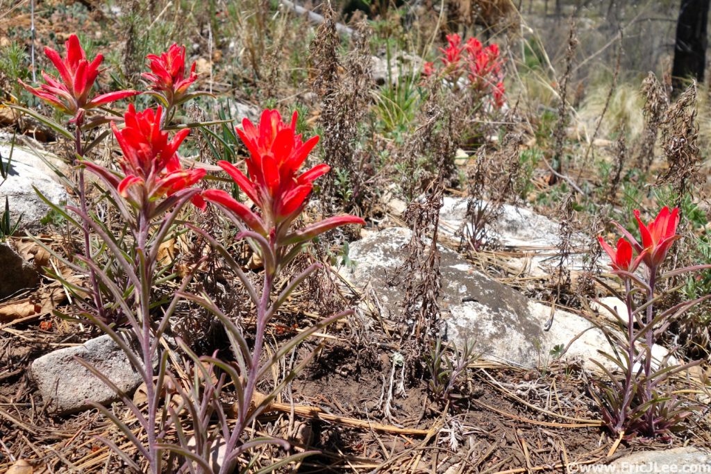 Indian Paintbrush blooming in the desert.